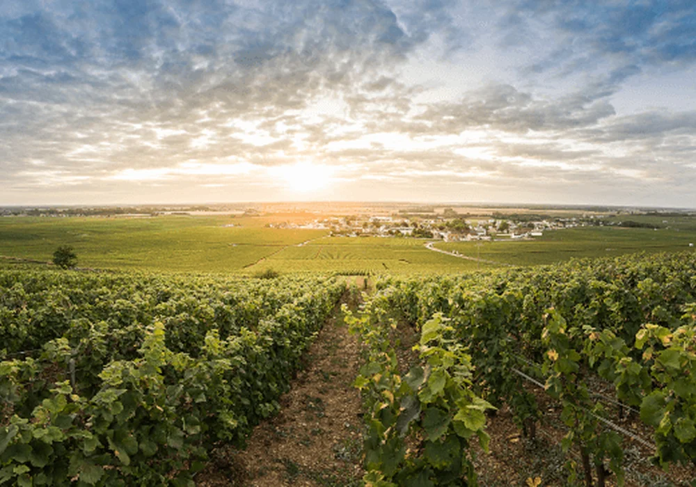 Domaine Francois Feuillet