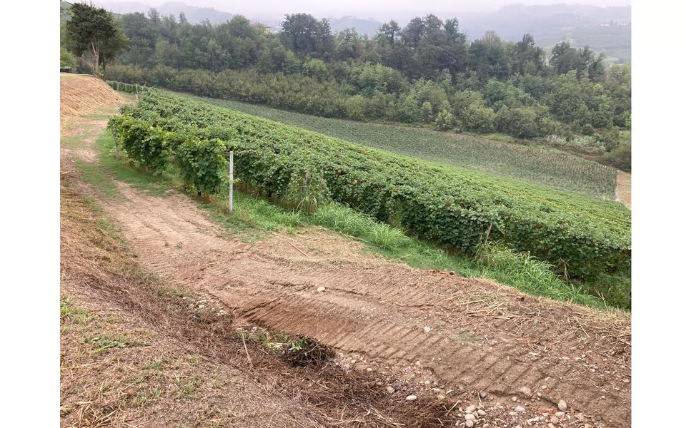 CASCINA ROCCALINI vinyard