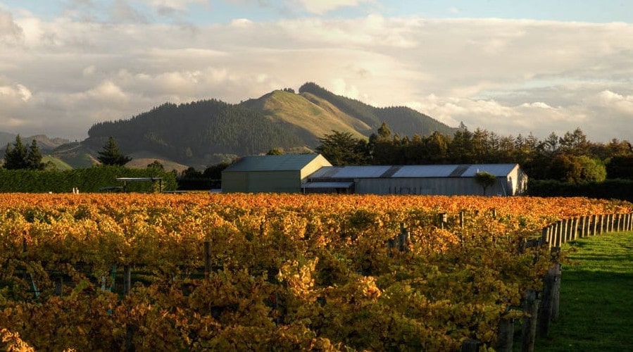 GREENHOUGH vinyard winery
