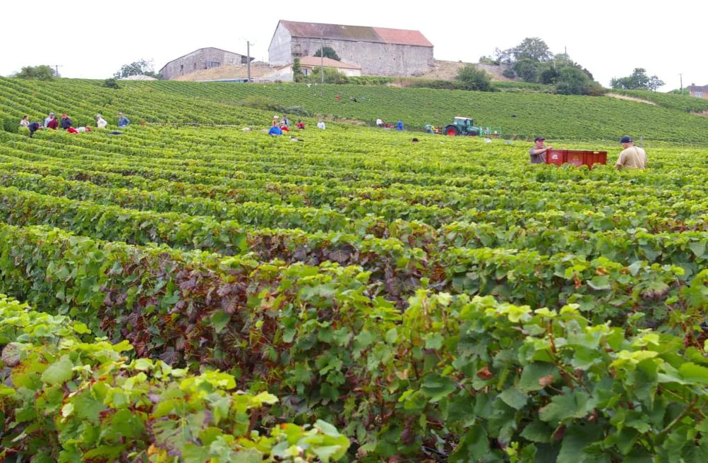 J. CONTET PÈRE & FILS vinyard