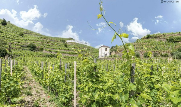 YANN DURIEUX vinyard